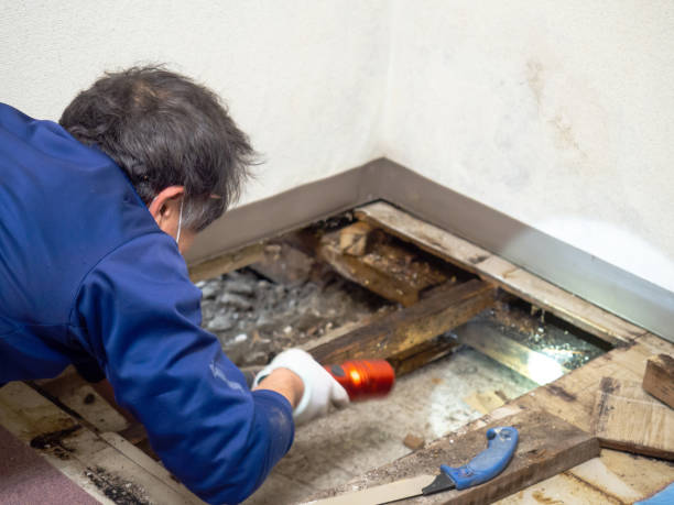 Professional Mold Removal in Ballston Spa, NY