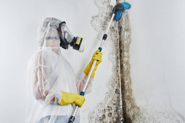 Best Best Mold Removal Companies  in Ballston Spa, NY