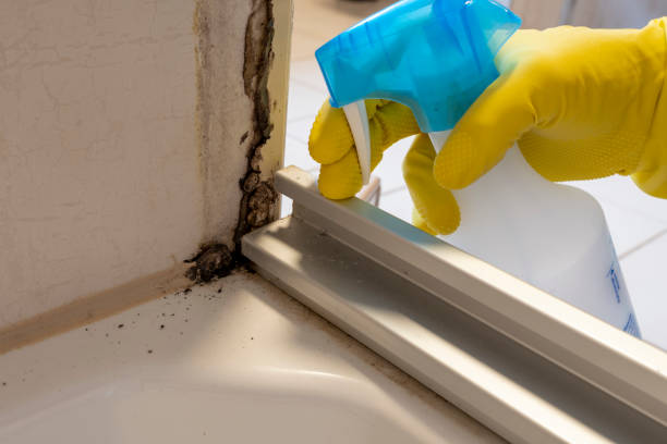 Best Mold Removal Company Near Me  in Ballston Spa, NY