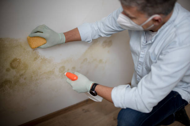 Best Attic Mold Removal  in Ballston Spa, NY