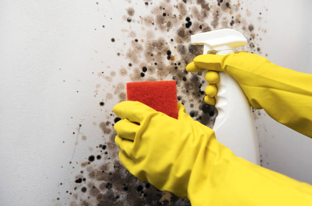 Best Crawl Space Mold Removal  in Ballston Spa, NY