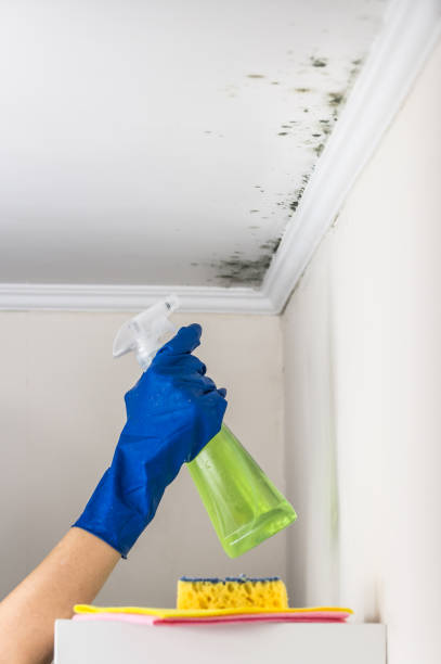 Best Certified Mold Removal  in Ballston Spa, NY